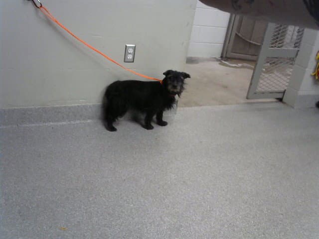 Unknown - Cairn Terrier