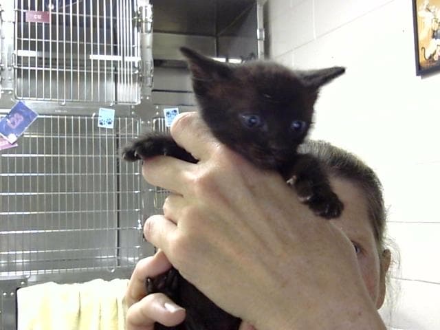 Unknown - Domestic Short Hair