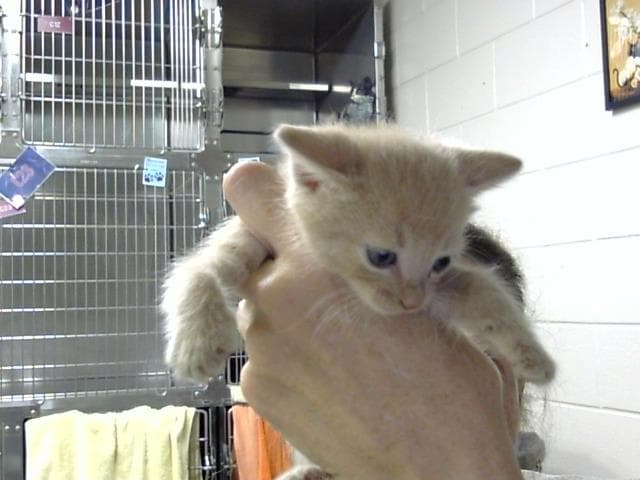 Unknown - Domestic Short Hair