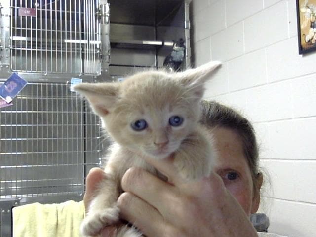 Unknown - Domestic Short Hair