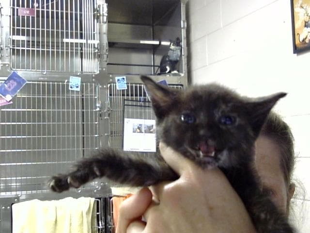 Unknown - Domestic Short Hair