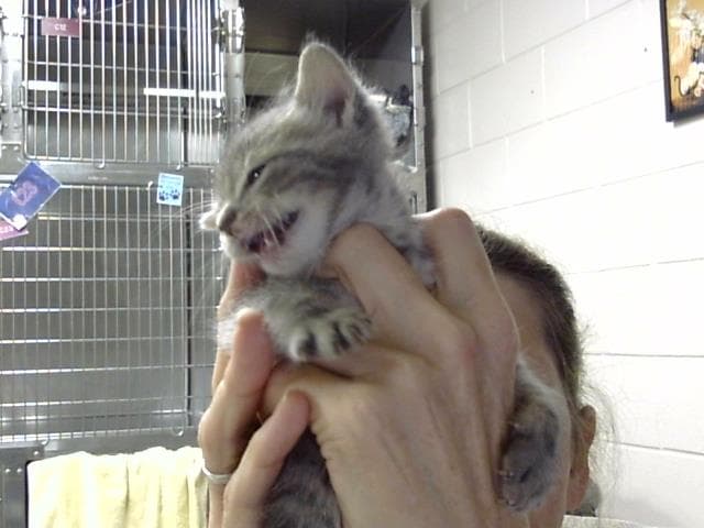 Unknown - Domestic Short Hair