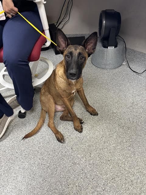 Munch - Belgian Shepherd Malinois