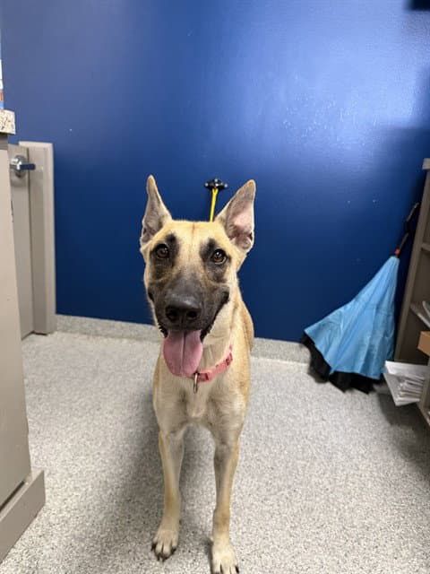 Chloe - Belgian Shepherd Malinois