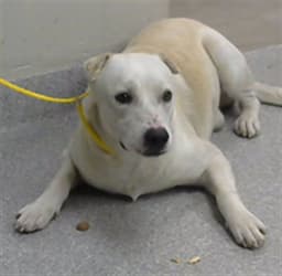 Colby image 1