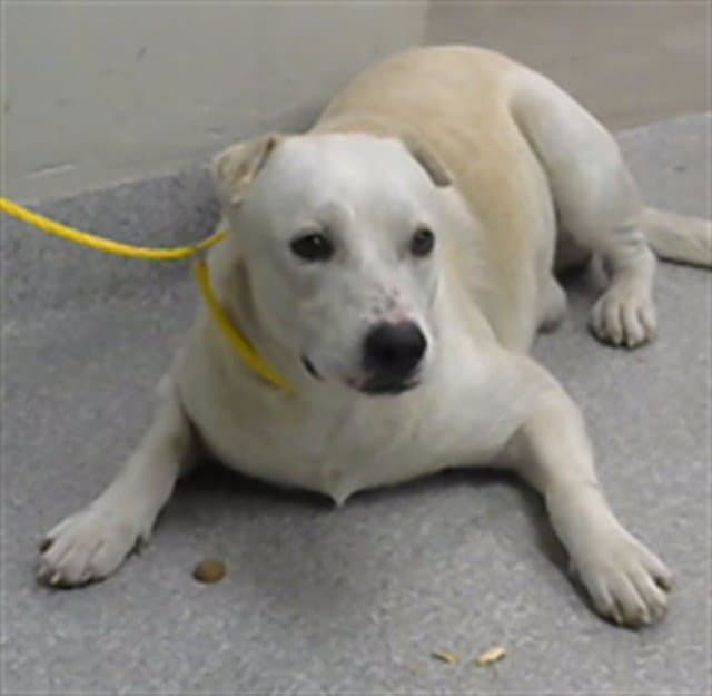 Colby - Labrador Retriever