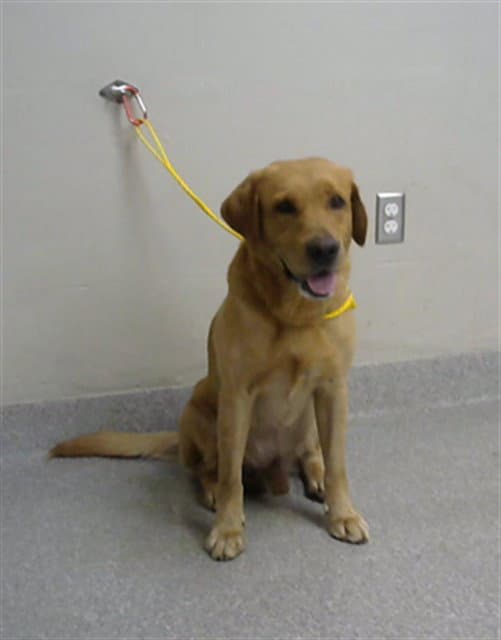 Combo - Labrador Retriever