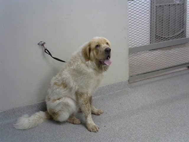 Rufus - Great Pyrenees