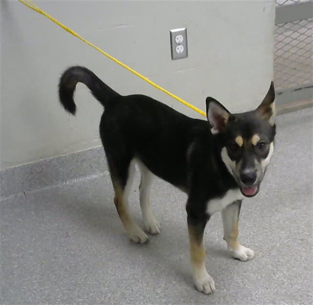 Unknown - Shiba Inu