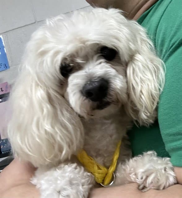 Unknown - Maltese
