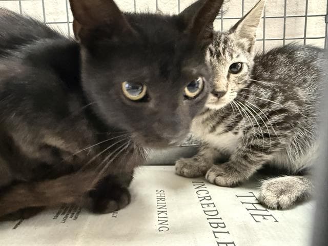 Unknown - Domestic Short Hair