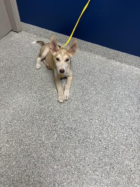 Sugar - German Shepherd Dog