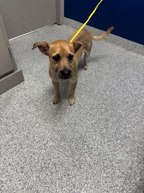Draco - Chihuahua