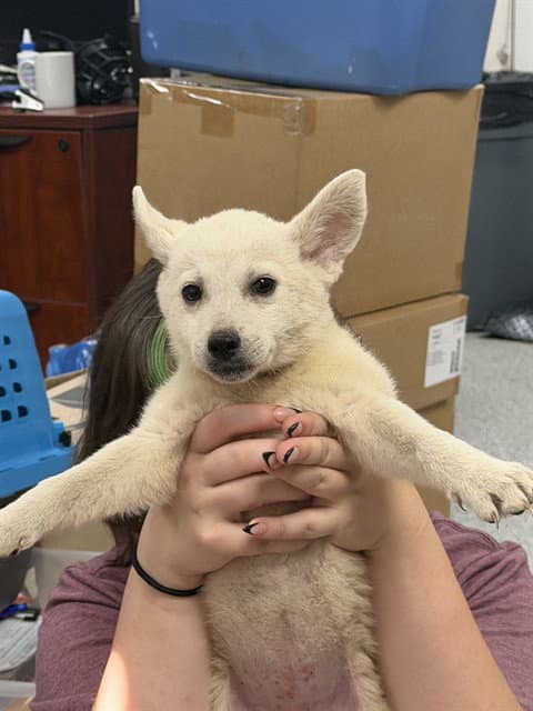 Unknown - Siberian Husky