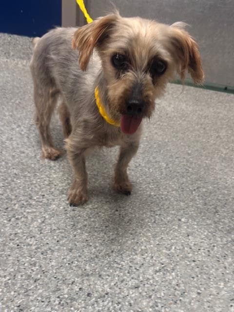 Unknown - Yorkshire Terrier Yorkie
