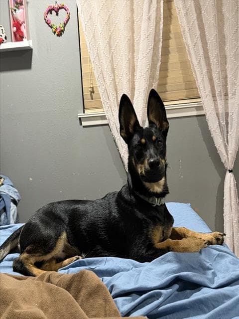 Bumble Bee - German Shepherd Dog