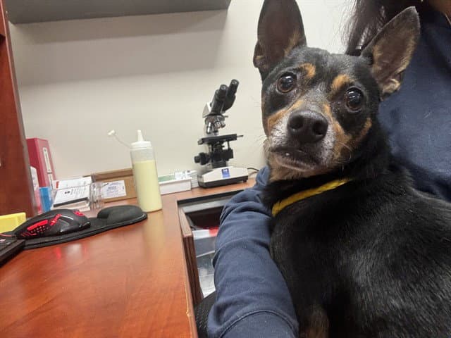 Papi - Chihuahua