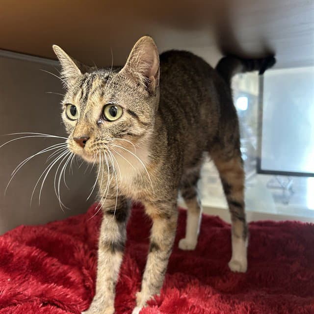 Unknown - Domestic Short Hair