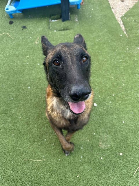 Unknown - Belgian Shepherd Malinois