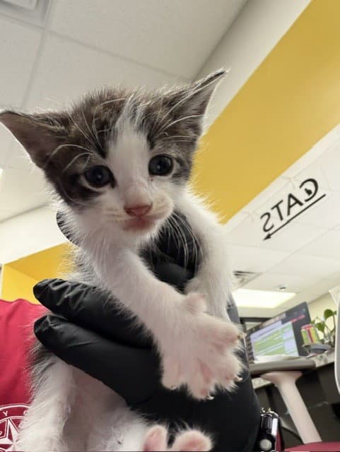 Unknown - Domestic Short Hair