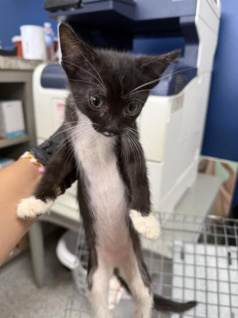Unknown - Domestic Short Hair