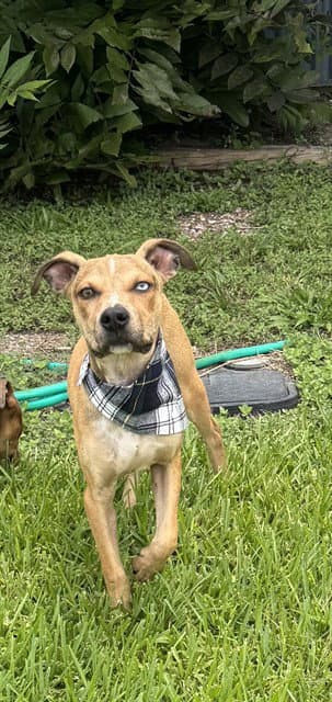 Thumper - American Pit Bull Terrier
