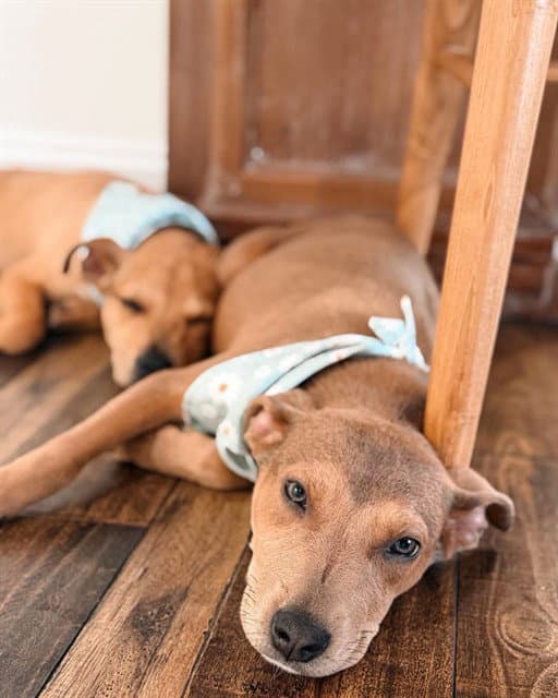 Flower - American Pit Bull Terrier