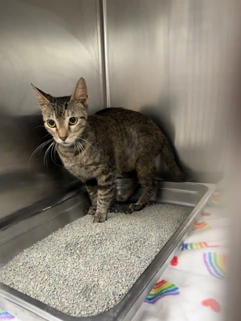 Unknown - Domestic Short Hair
