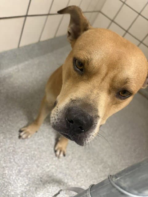 Milo - American Pit Bull Terrier