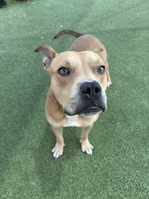 Milo - American Pit Bull Terrier