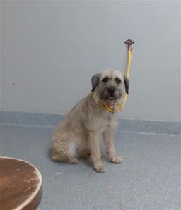 Maizie image 1