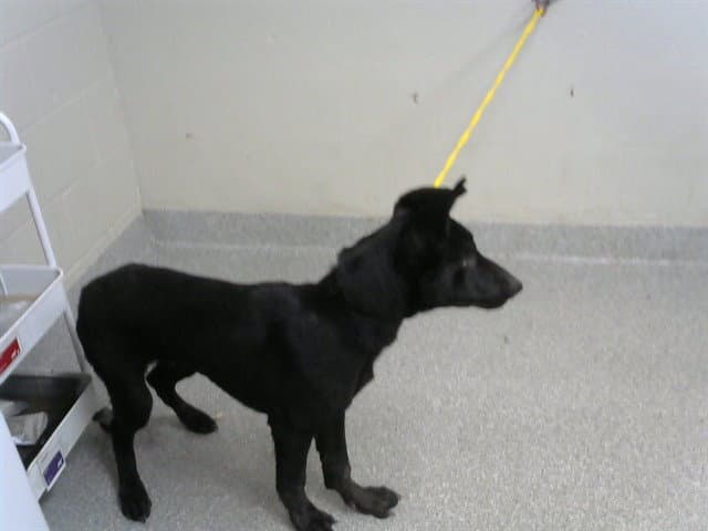 Unknown - German Shepherd Dog