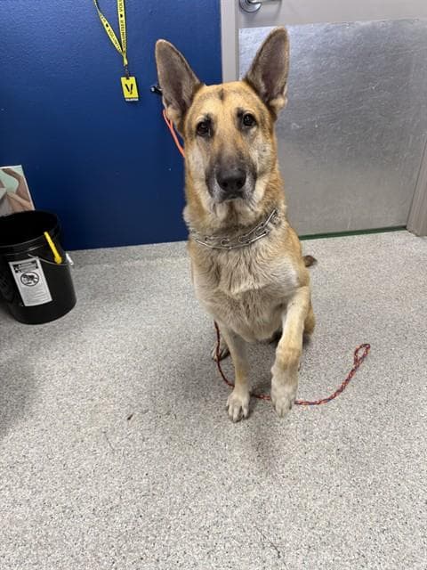Malikai - German Shepherd Dog