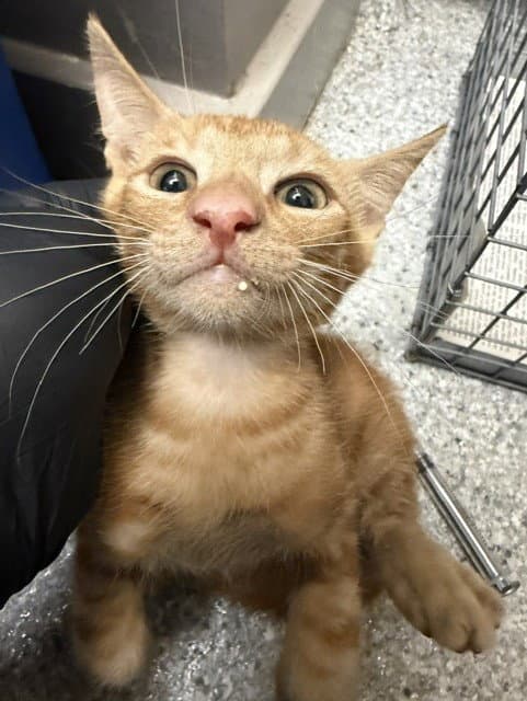 Unknown - Domestic Short Hair
