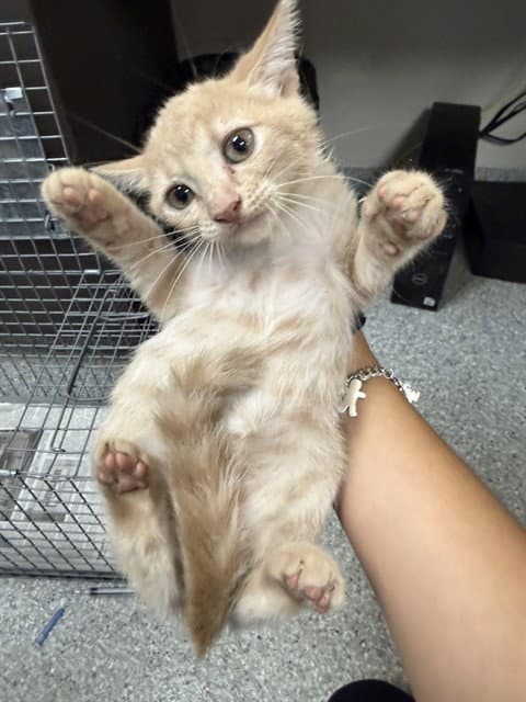 Unknown - Domestic Short Hair
