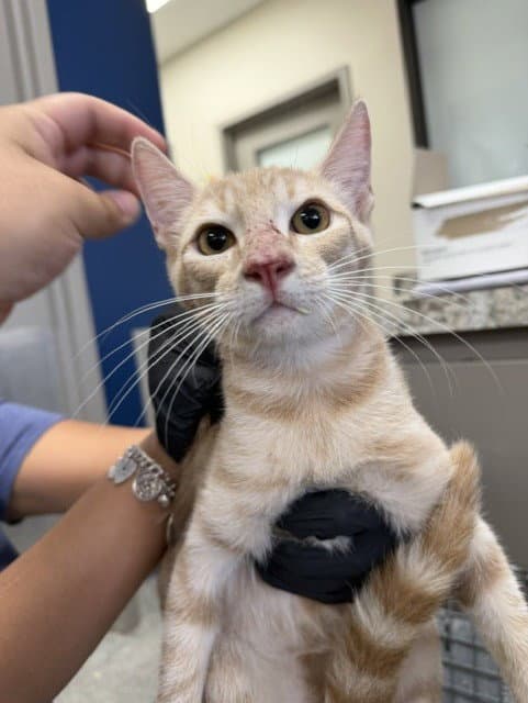 Unknown - Domestic Short Hair