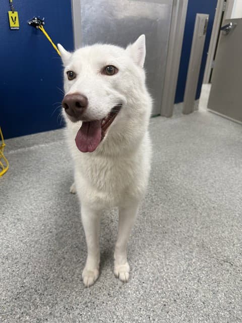 Simo - Siberian Husky
