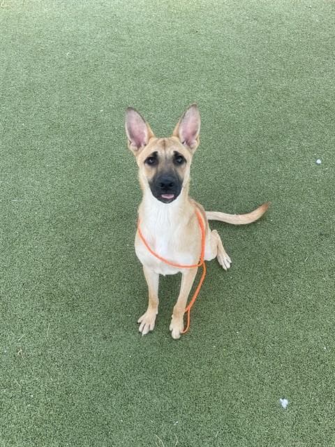 Unknown - Belgian Shepherd Malinois