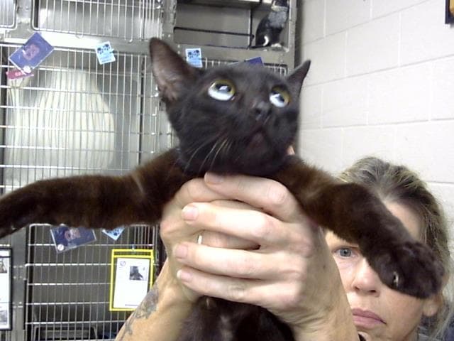 Unknown - Domestic Short Hair
