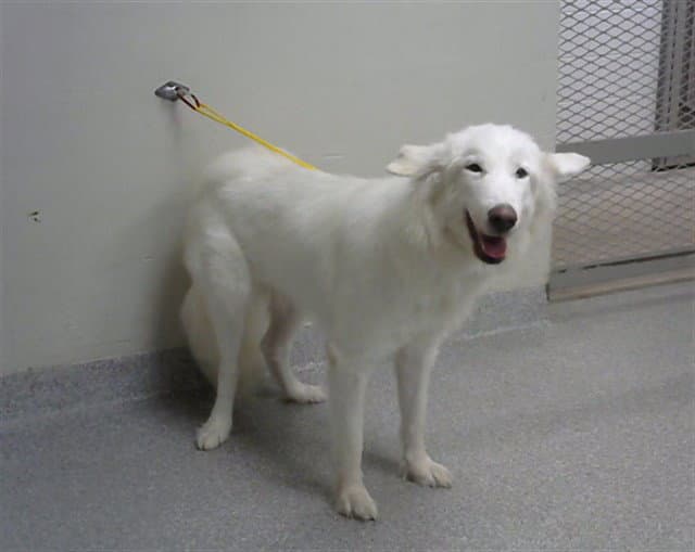 Deeohgee - Alaskan Malamute