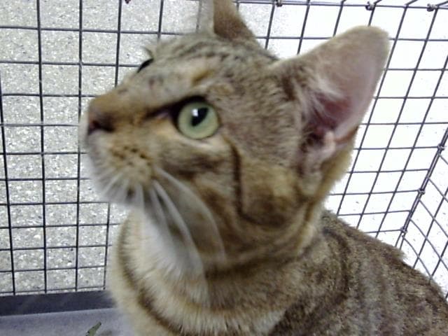 Unknown - Domestic Short Hair