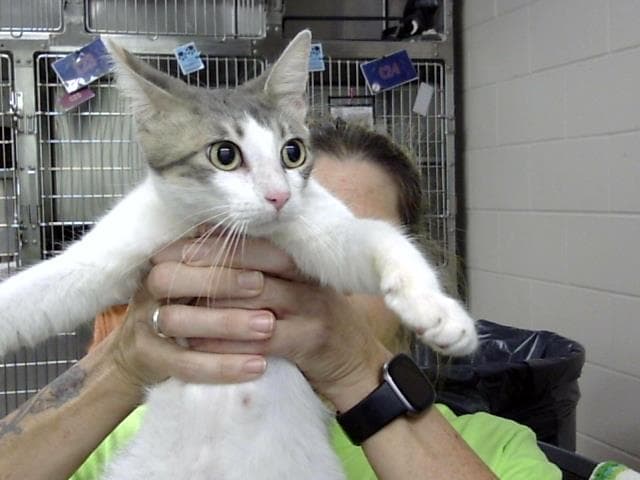 Bonita - Domestic Short Hair