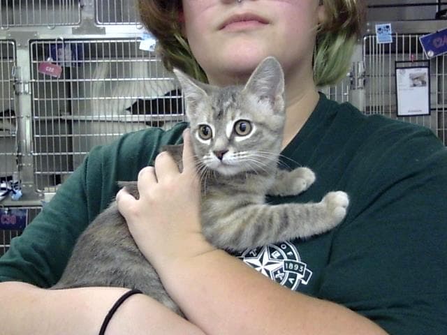 Unknown - Domestic Short Hair