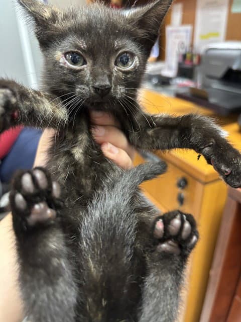 Unknown - Domestic Short Hair