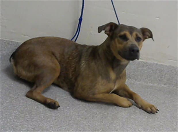 Unknown - American Pit Bull Terrier