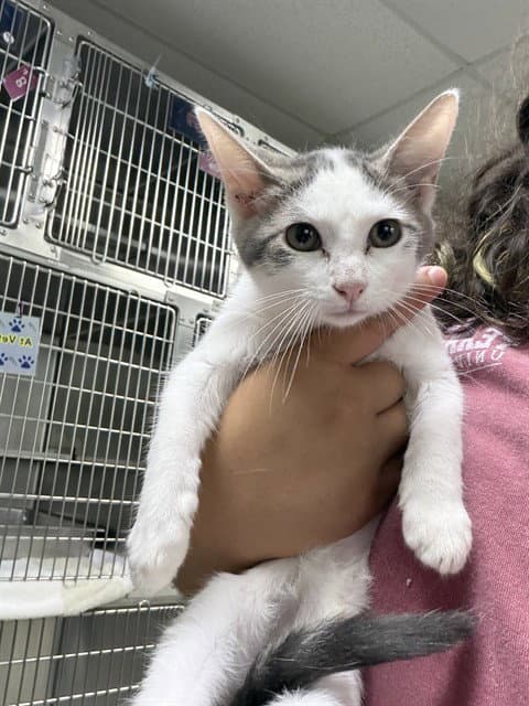 Unknown - Domestic Short Hair