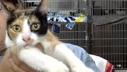 Gina image 1