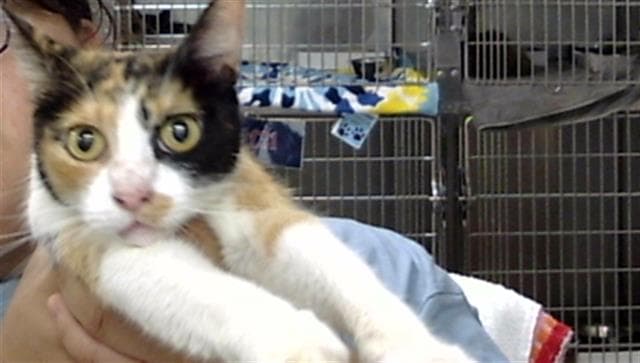 Gina - Domestic Short Hair
