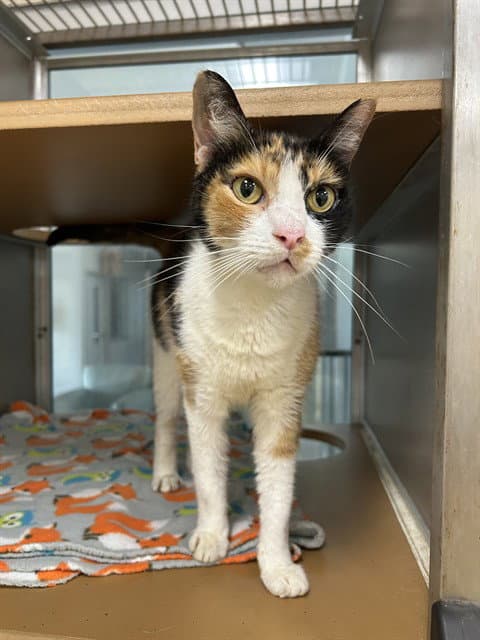 Gina - Domestic Short Hair