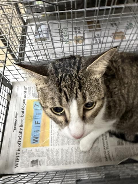 Maxine - Domestic Short Hair